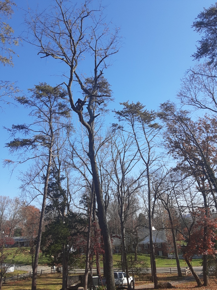 Domingo Tree & Landscaping Service LLC Image